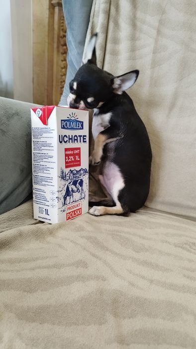 Chihuahua (FCI) malutki chłopczyk
