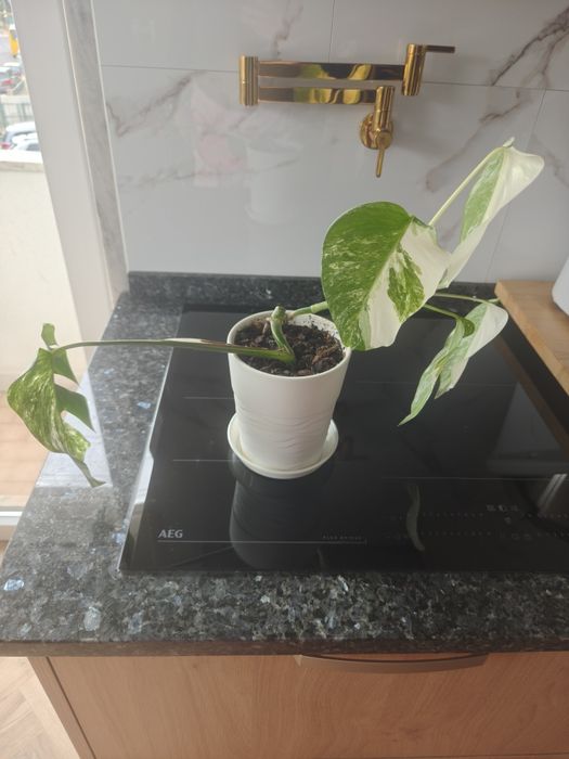 Monstera deliciosa albo variegata.