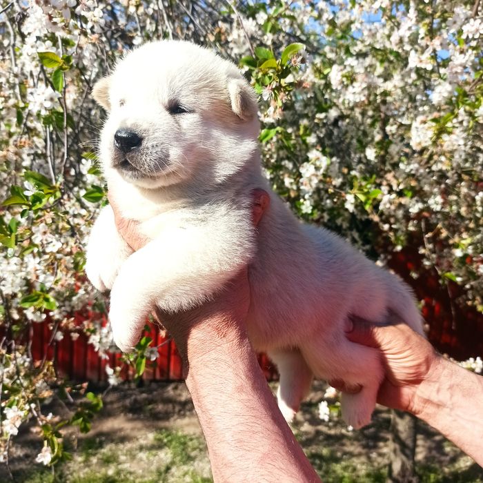 Продам! Є вибір !
