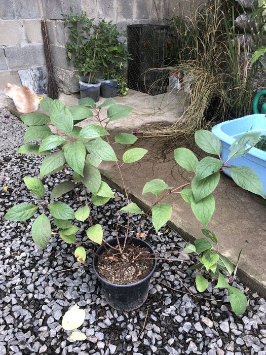 Гортензія волотиста