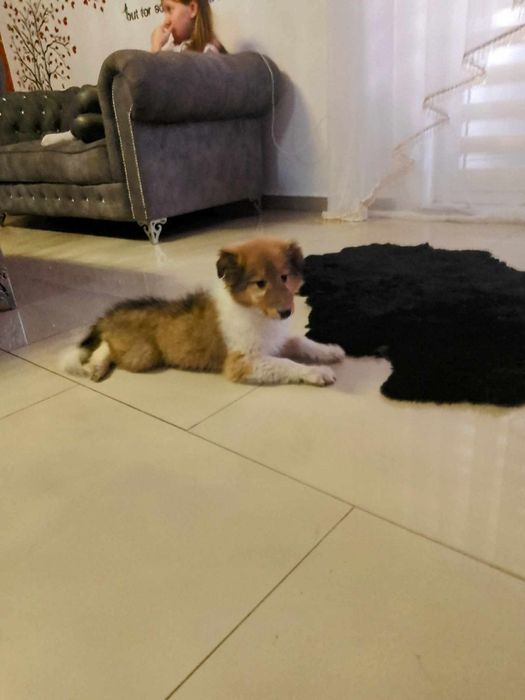 Suczka owczarek szkocki collie długowłosy