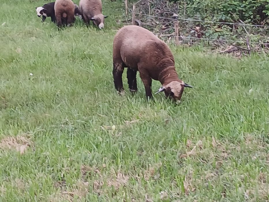 Casais jovens  Ile de France Preto(P3)