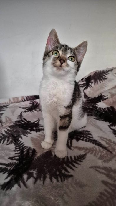 Kokoska do adopcji