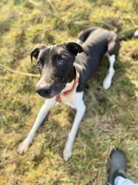 Mix charta z amstaffem Boczek do adopcji