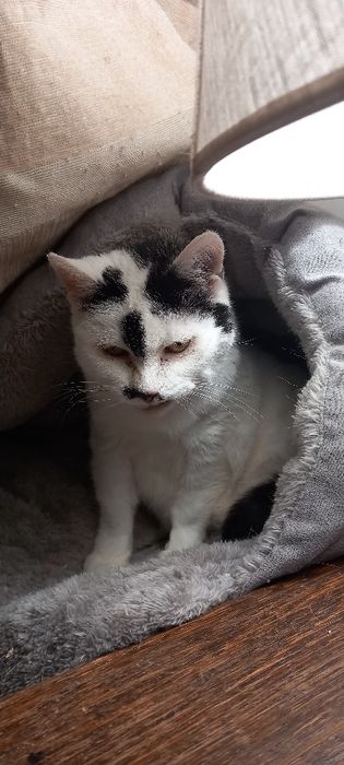 Kotka Ula szuka domu