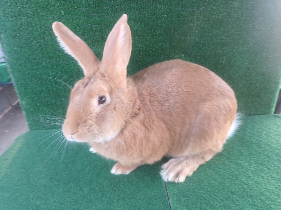 Samiec burgundzki