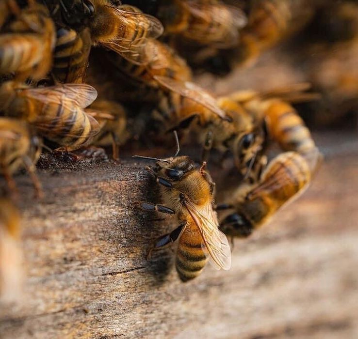 Miód z własnej pasieki