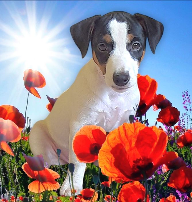 Клубні   малюки.