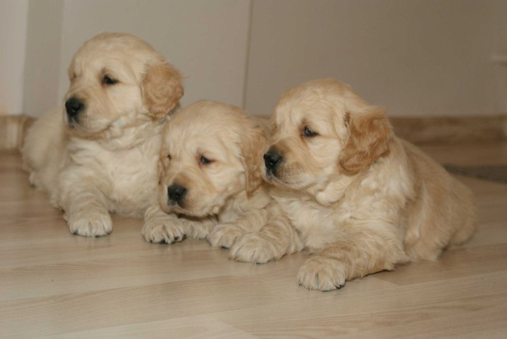 Piękne szczenięta Golden  Retriever !!