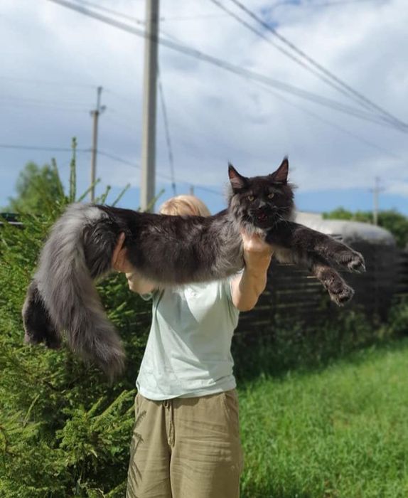 Кошенятка Мейнкун