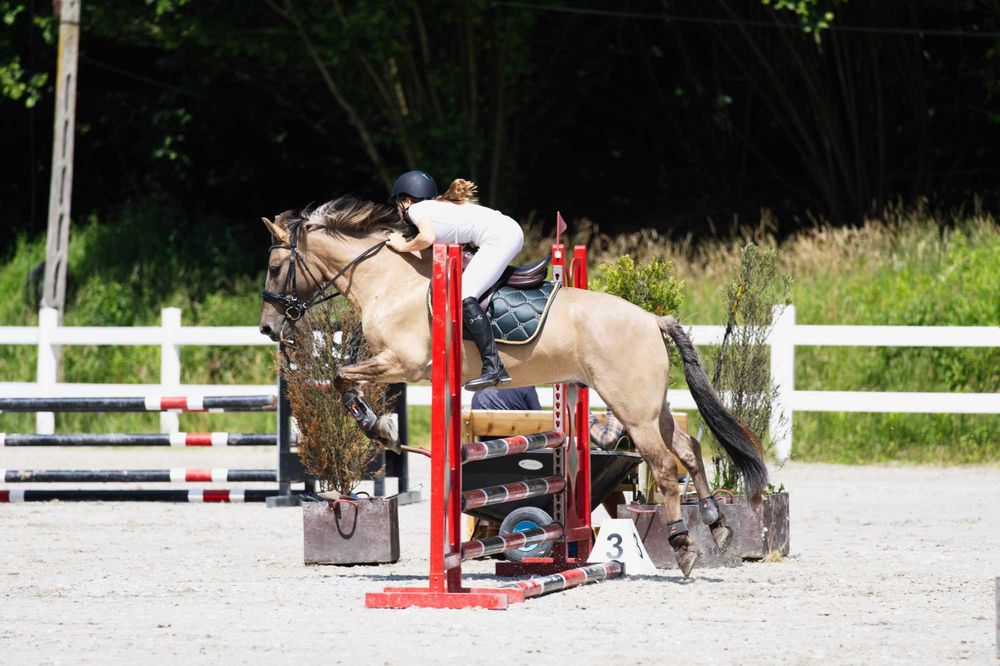 Sprzedam Konik polski