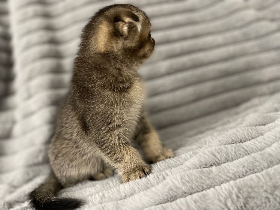 Шотландська золота шиншила