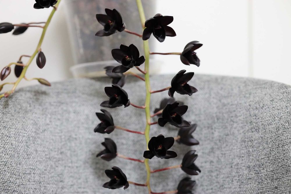 Катасетум черная орхидея Fredclarkeara After Dark 'S.V.O. BlackPearl'