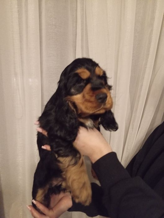 Suczka Cocker spaniel angielski