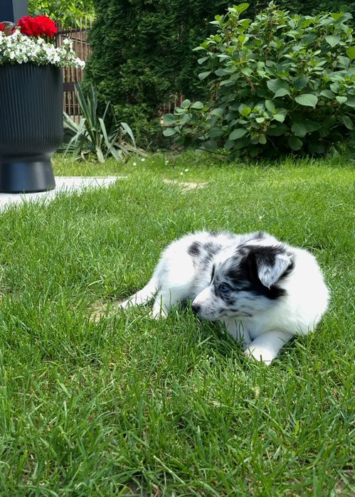 Border collie sunia blue merle niebieskooka
