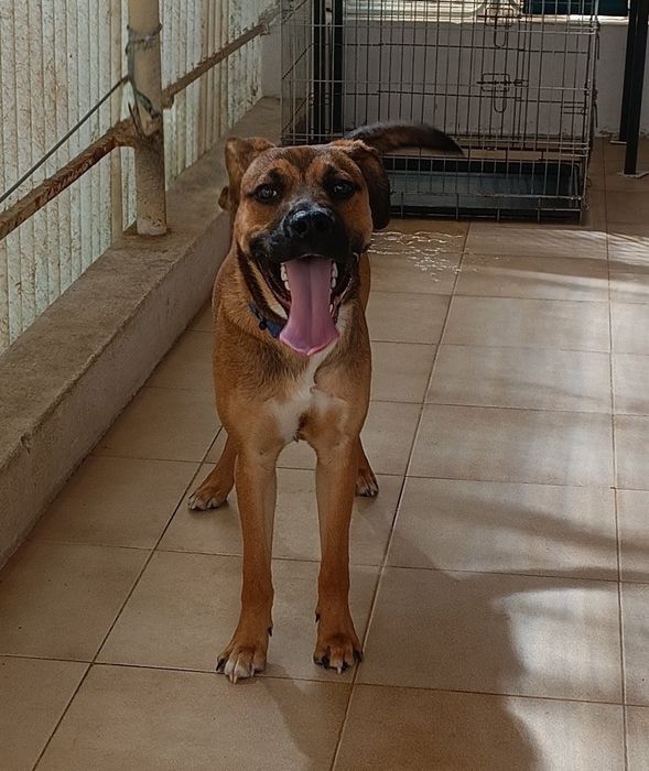 Cachorro para doar