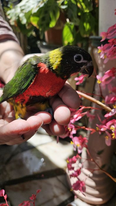 Loris Forsteni para acabar de criar a mão