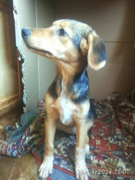 4,5мес.щенок в добрые руки!