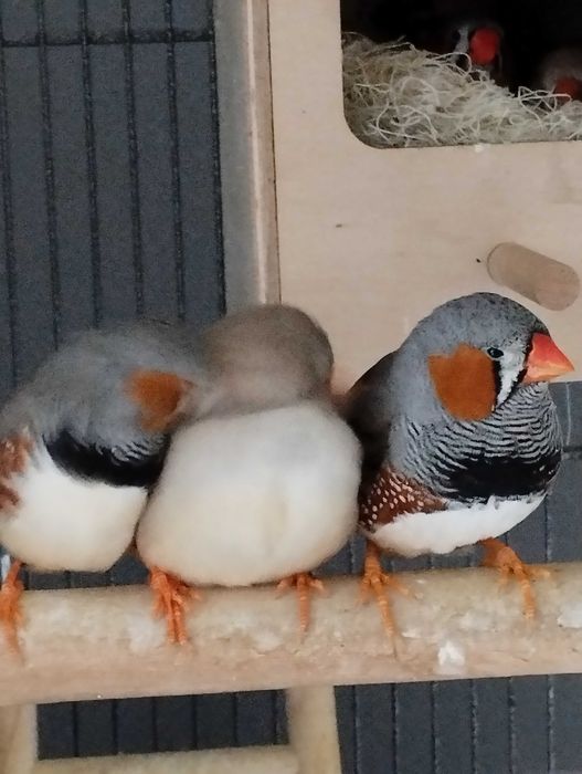 Sprzedam młode zeberki