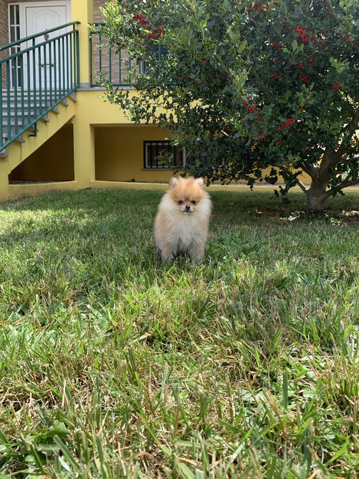 Spitz Disponivel