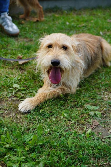 Pokochaj mnie piesek do adopcji