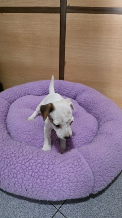 Jack russell fêmea
