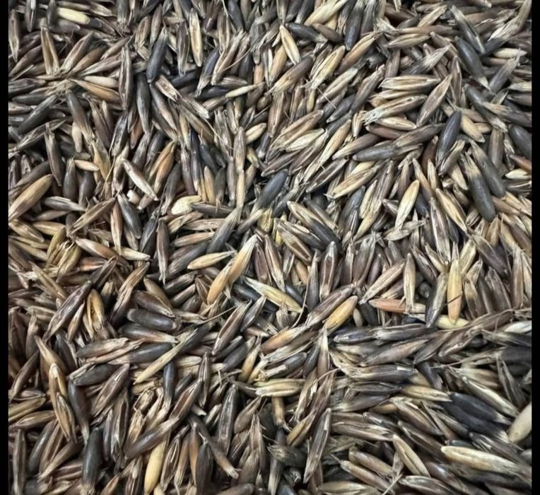 Owies gniady sprzedam