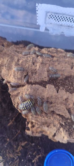 Isopods (Bichos-de-conta) 1/2