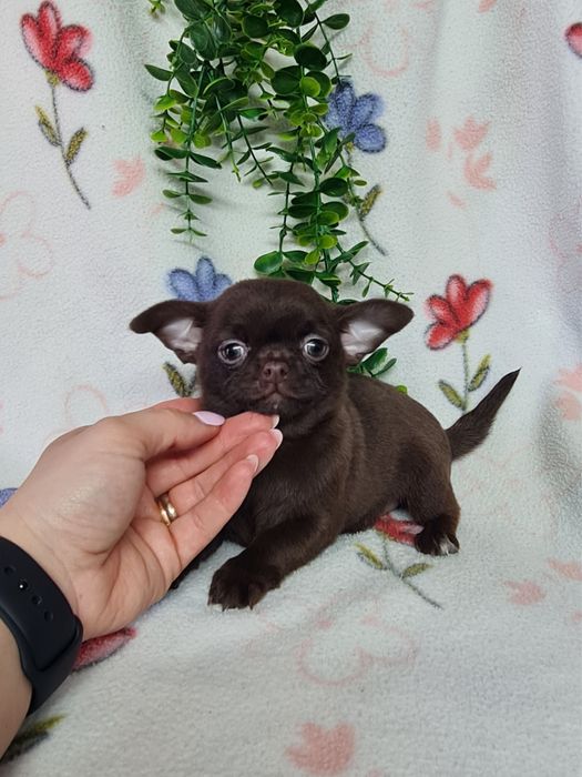 Excelente menina mini chihuahua/chiuaua linhagem Russa.Qualidd