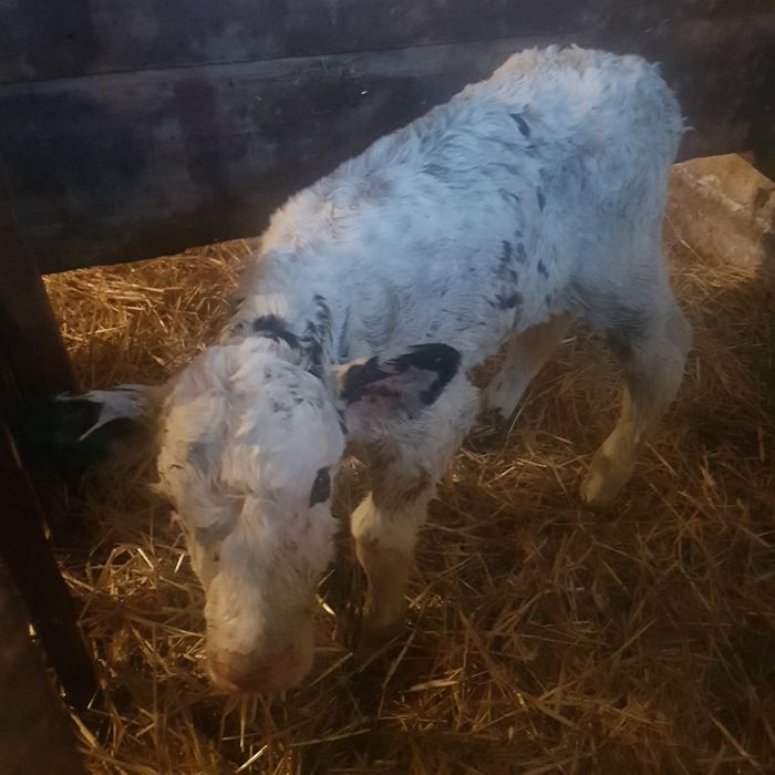 Byczek czarno biały