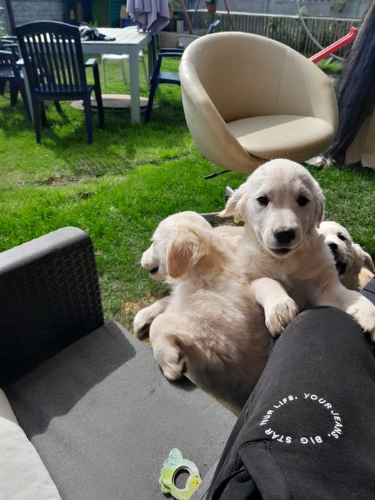 Golden Retriever