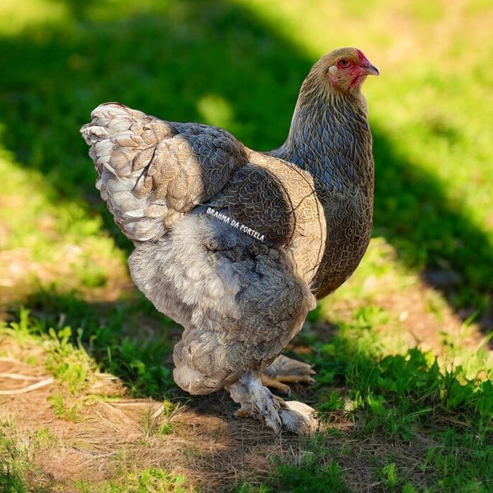 OVOS - BRAHMA ISABELLA / BRAHMA AZUL / BRAHMA PERDIZ / BRAHMA BSO