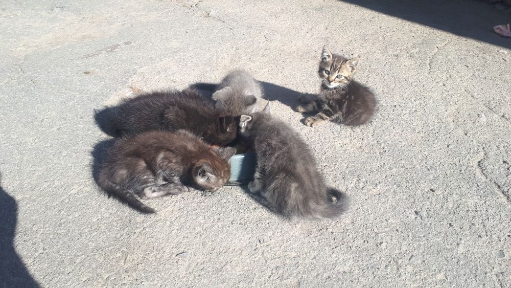 Віддам котиків в добрі руки