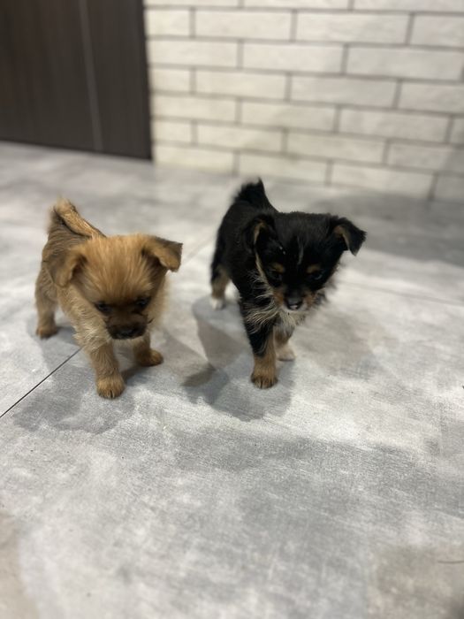 Метиси міні йорк і померанський шпиц