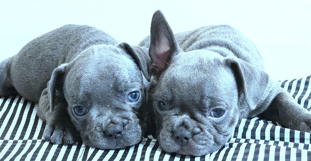 Дуже гарні цуценята блакитного забарвлення
