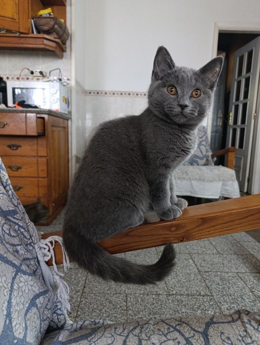 Scotish straight para entrega imediata