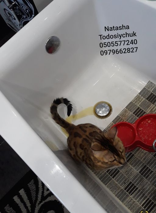 Кошенята бенгальської породи