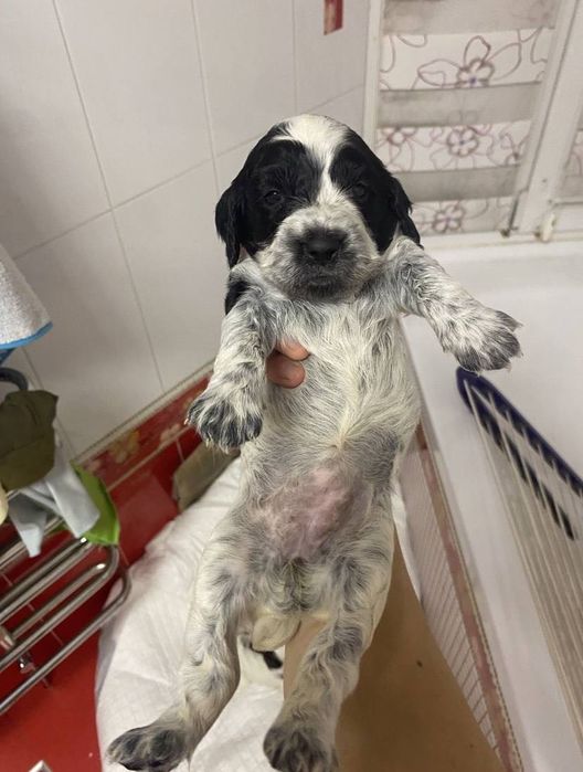 Спанієль дівчатка та хлопчик