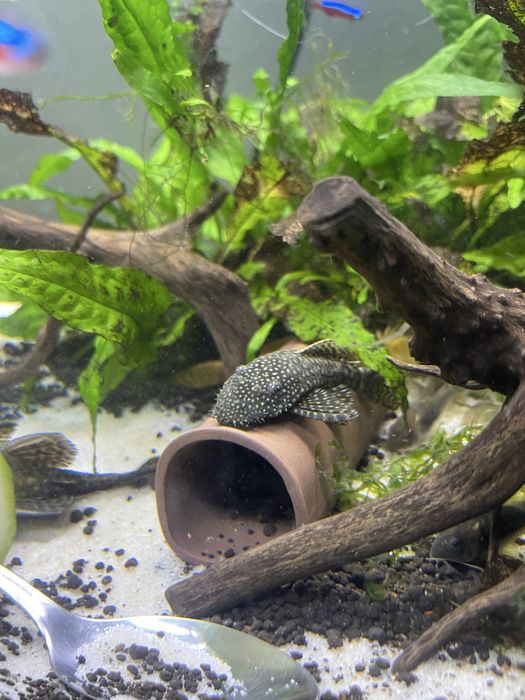 Ancistrus com 1 centimetro