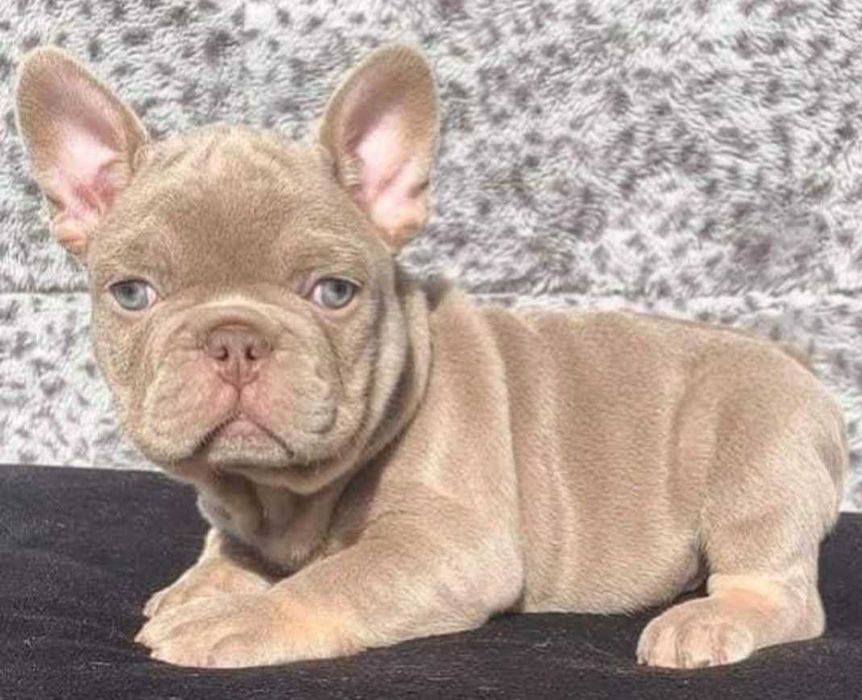 Buldog Francuski  LILAC Platinum  Blue Liliowy Isabella