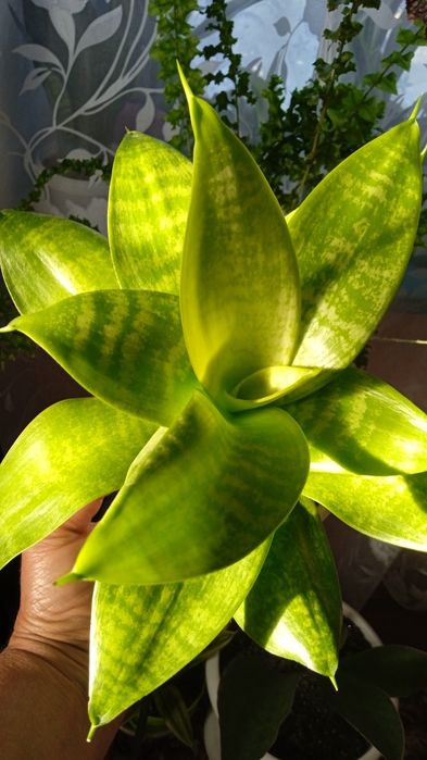 Блек Голд вузьколистий