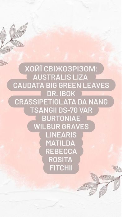 Хойя, Caudata, Curtisii, Rosita, Waettii, Matildea, Linearis