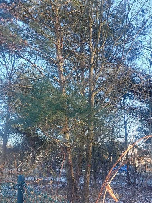 Oddam drzewa za wycinkę