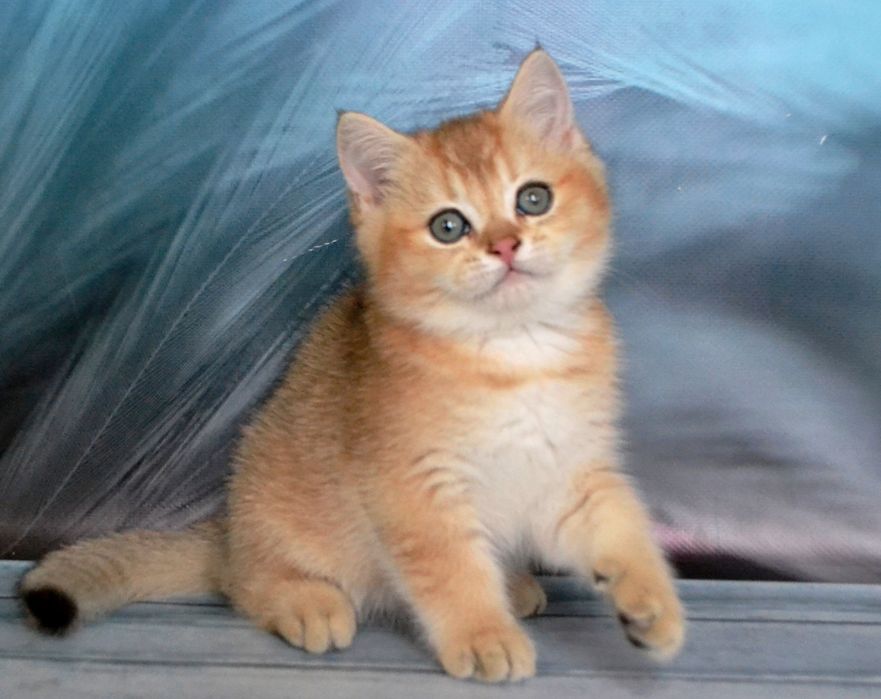 Британские золотые шиншиллы