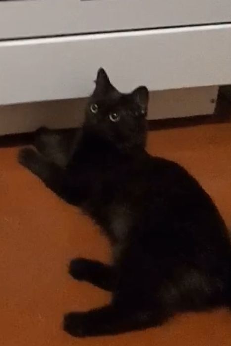 Пропоную послуги по перетримці домашніх улюбленців.