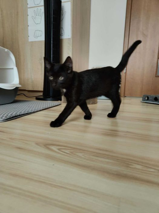 Mistrzyni polowania na pluszaki zgłasza gotowość do adopcji!