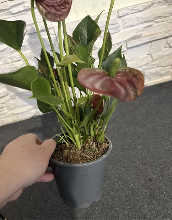 Антуріум! Розпродаж!Уцінка!