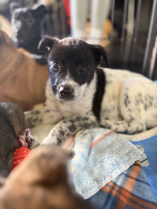 Cachorros para adoção responsavel