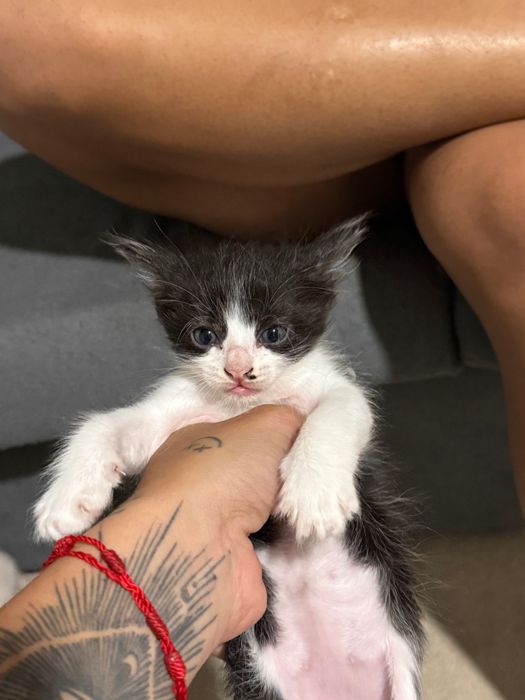 Gatos bebês adoção