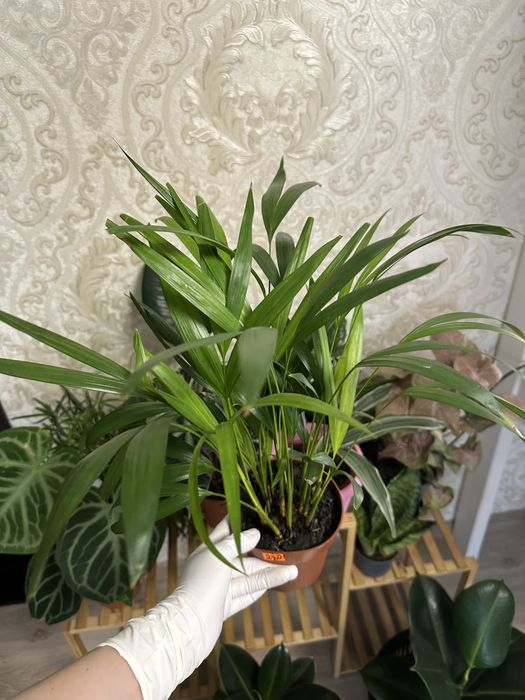 Кімнатні квіти Рослини